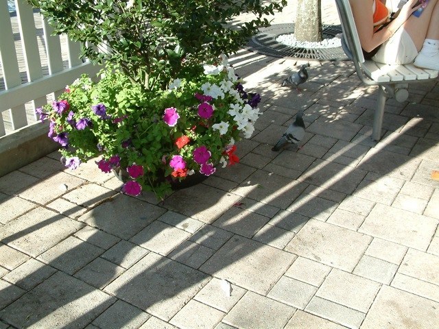 Loading Image