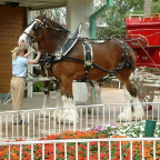 Orlando142
