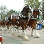 Orlando144