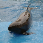 Orlando160