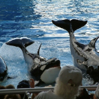 Orlando26