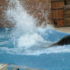 Orlando35